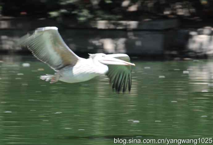 再拍大鹈鹕 wbr2