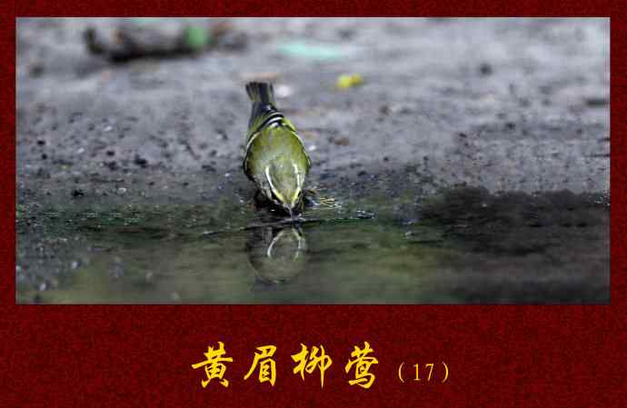 黄眉柳莺（17）