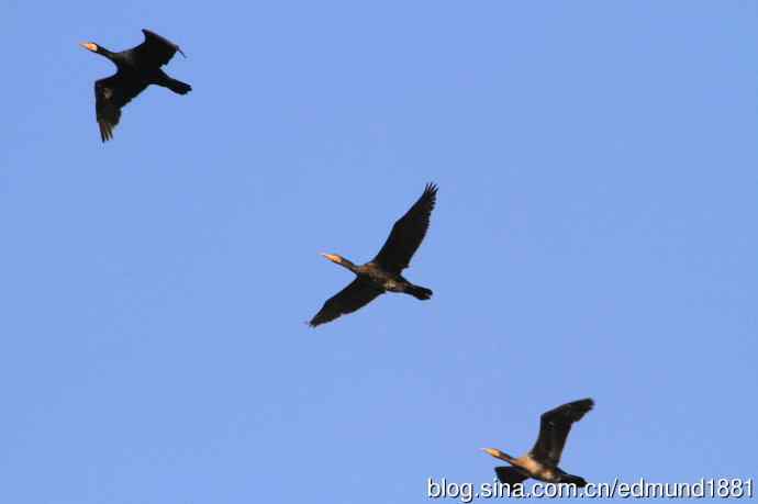 崇明东滩湿地公园观鸟记