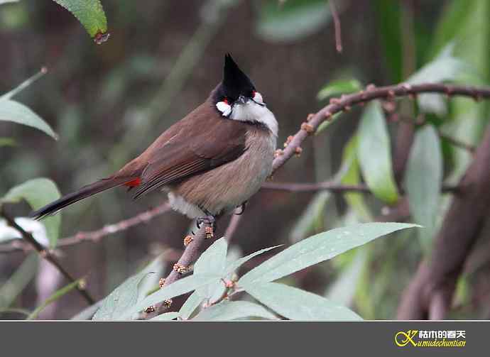 红耳鹎【实拍】