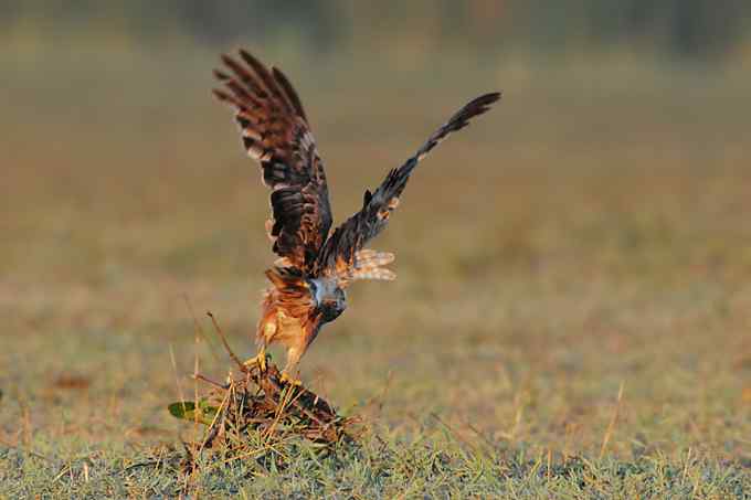 【新鸟】鹊鹞（雌）：野鸭湖之秋