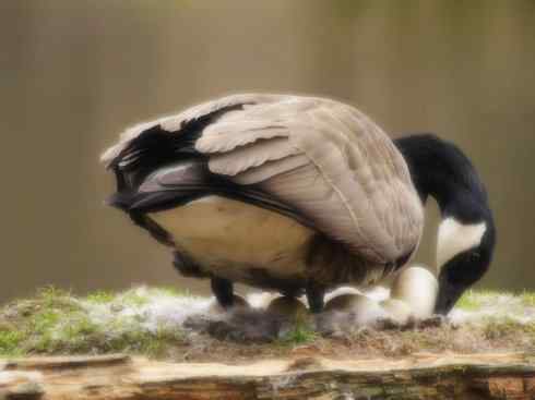 家禽驯化之源之十三（大雁、丹顶鹤）