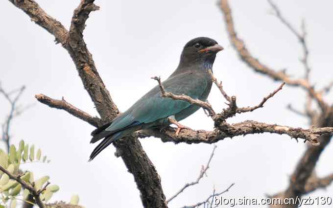 初识三宝鸟(组图) 初识三宝鸟(组图)