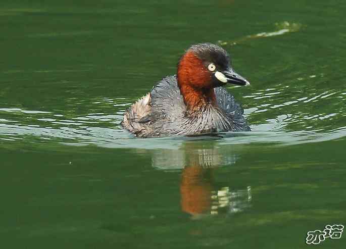 北京植物园拍鸟——小鸊鷉一家