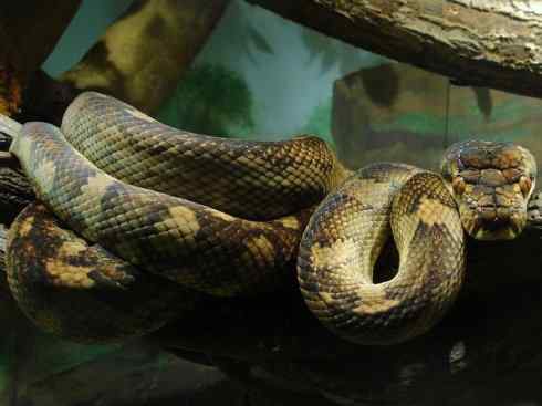 龙：传说的兽原型探秘（树蟒类）