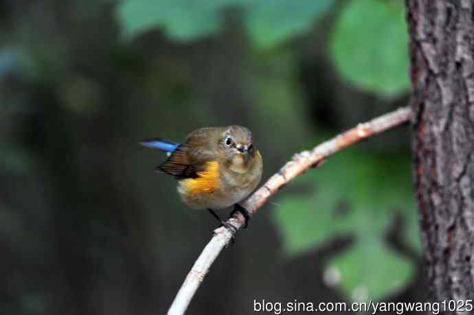 雌性红胁蓝尾鸲（59）