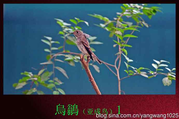 烏鶲（亚成鸟）1