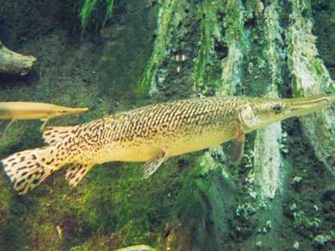 鱼类活化石：鳄雀鳝