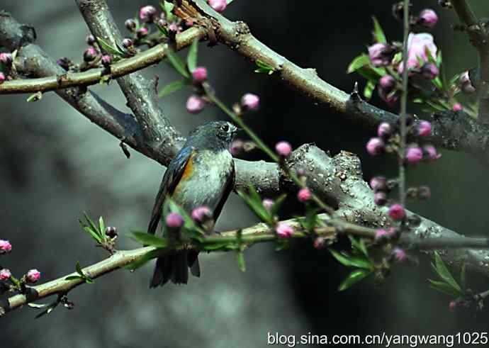 洗浴与梳理（纪实）