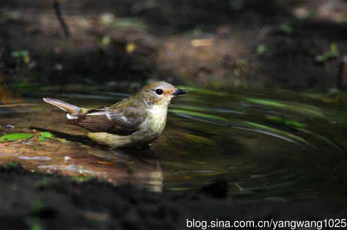 雌性白眉姬鹟(3) 雌性白眉姬鹟(3)