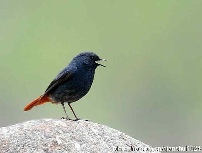 它可真能叫.十渡的红尾水鸲GG