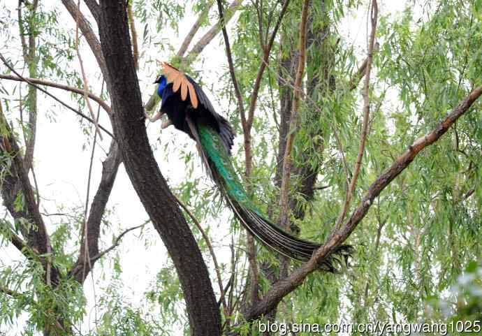 蓝孔雀(上树) 蓝孔雀(上树)