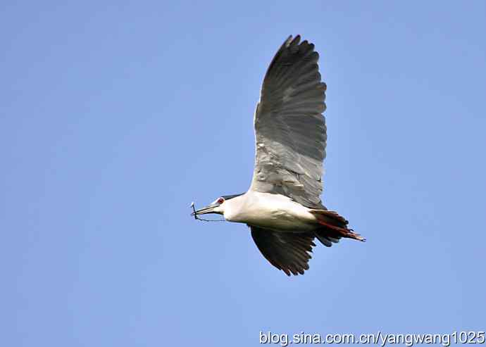 飞(夜鹭)19 飞(夜鹭)19