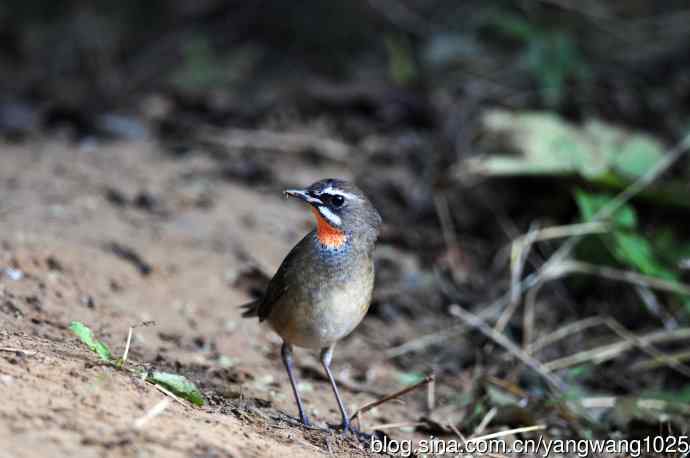 红喉歌鸲（17）
