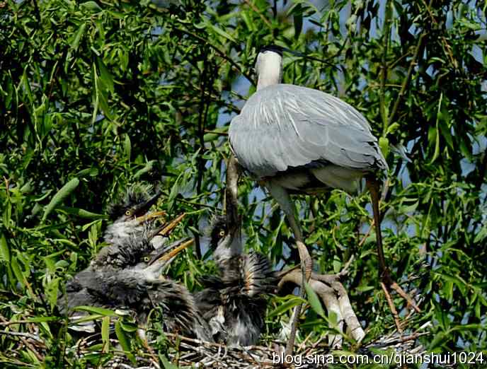 鹭家的午餐(翠湖湿地) 鹭家的午餐(翠湖湿地)