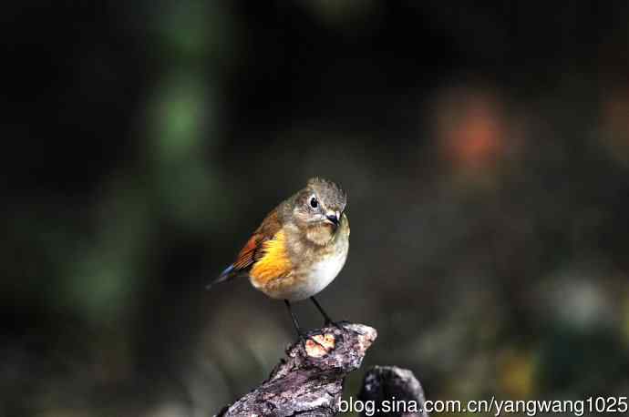 雌性红胁蓝尾鸲（49）