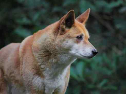 犬科：犬亚科犬属之澳洲野犬、歌唱犬、家犬