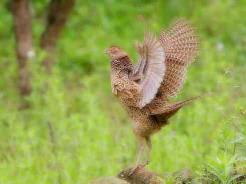 家禽驯化之源之九