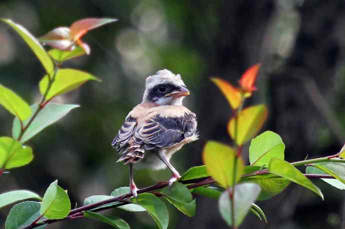 200.伯劳雏鸟上树危机四伏