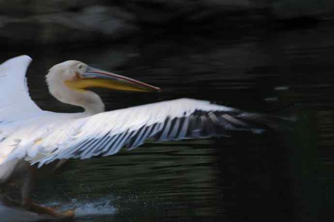 再拍大鹈鹕 wbr wbr4