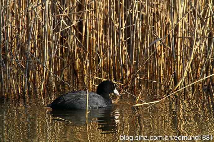 群鸭飞舞贺新岁 群鸭飞舞贺新岁