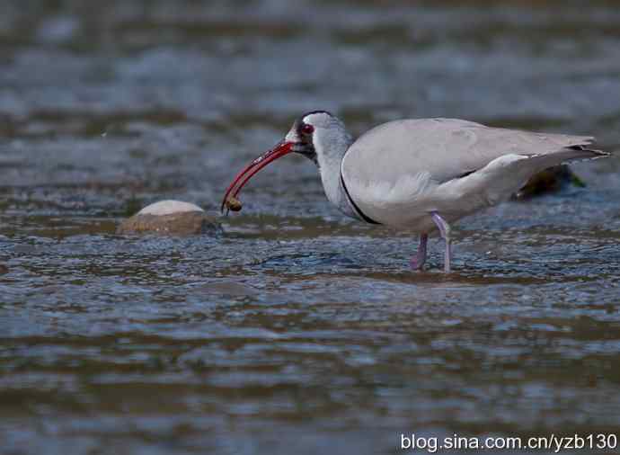 游白河峡谷，观鹮嘴鹬起落飞舞（组图，16张图片）