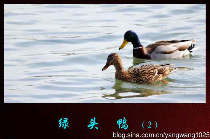 绿头鸭（2）