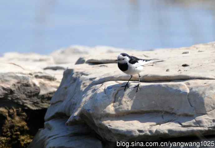 湖畔的白鹡鸰 wbr1