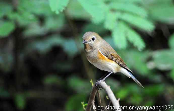 雌性红胁蓝尾鸲（43）