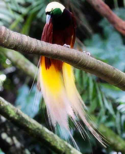 美丽无罪:雀鸟之极乐鸟 美丽无罪:雀鸟之极乐鸟