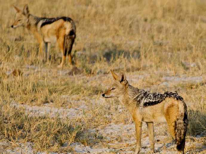 犬科:犬亚科犬属之西门豺、侧纹豺(胡狼类) 犬科:犬亚科犬属之西门豺、侧纹豺(胡狼类)