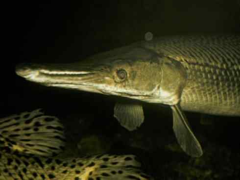 鱼类活化石：鳄雀鳝