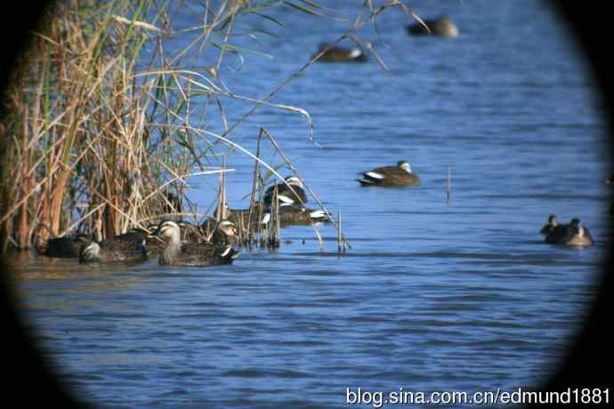 崇明东滩湿地公园观鸟记