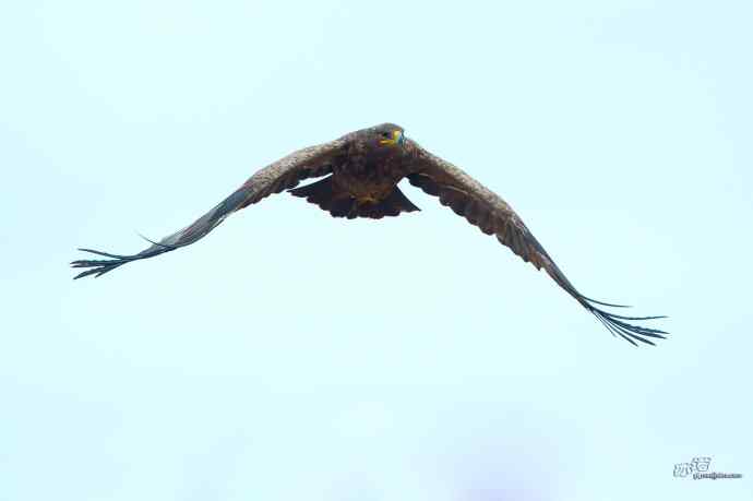 一组草原雕迎面起飞和飞行图（拍摄距离60米）