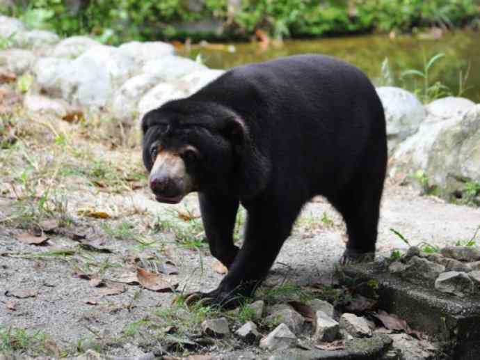 盘点十二大著名食蚁动物:懒熊 盘点十二大著名食蚁动物:懒熊