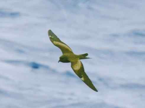 奇特的盔：雪海燕