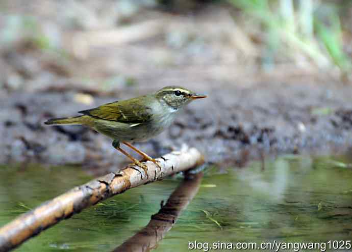 极北柳莺（枝头）2