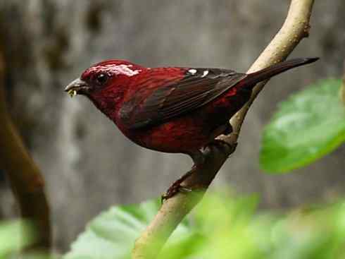 极品红色鸟类：酒红朱雀