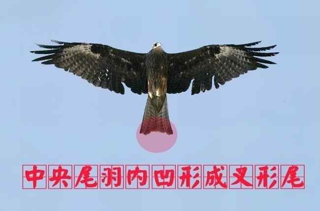 猛禽大全——中国东部地区27种迁徙类猛禽辨识