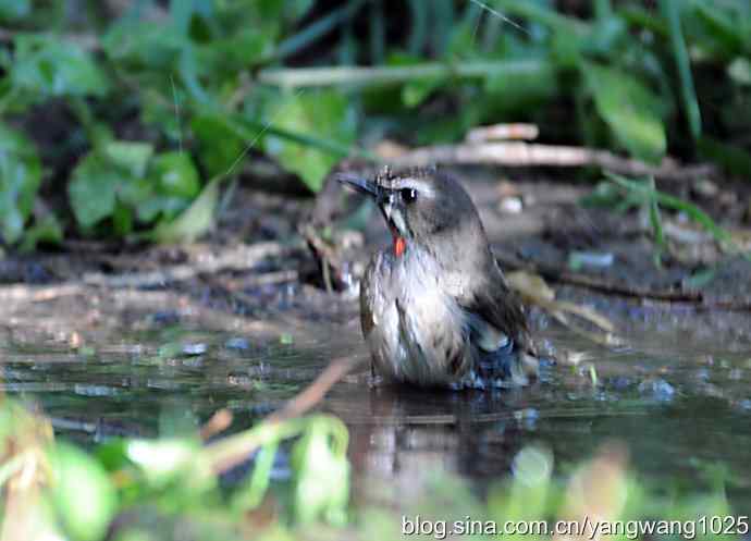 红喉歌鸲（雄性）续2