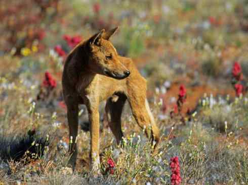 犬科：犬亚科犬属之澳洲野犬、歌唱犬、家犬