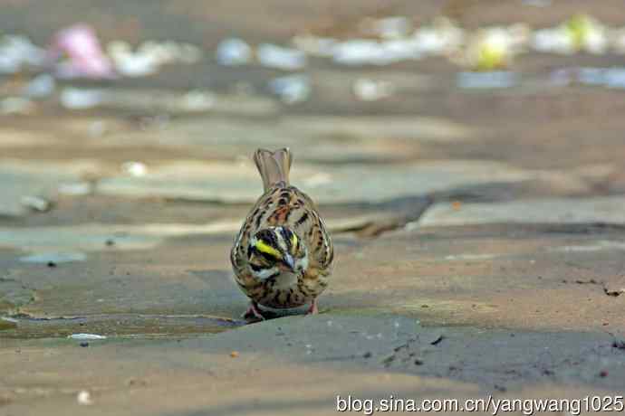 雄性黄眉鹀（1）