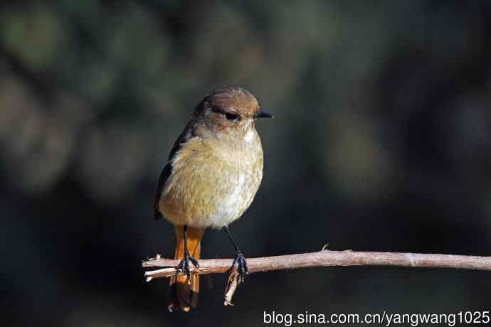 雌性北红尾鸲（1）