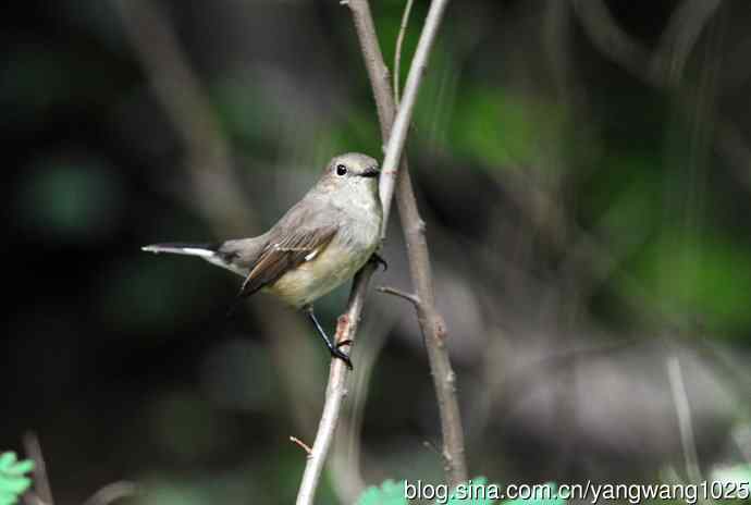 雌性白眉姬鹟（7）