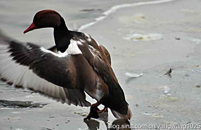 冰上舞蹈（白天鹅、赤麻鸭）
