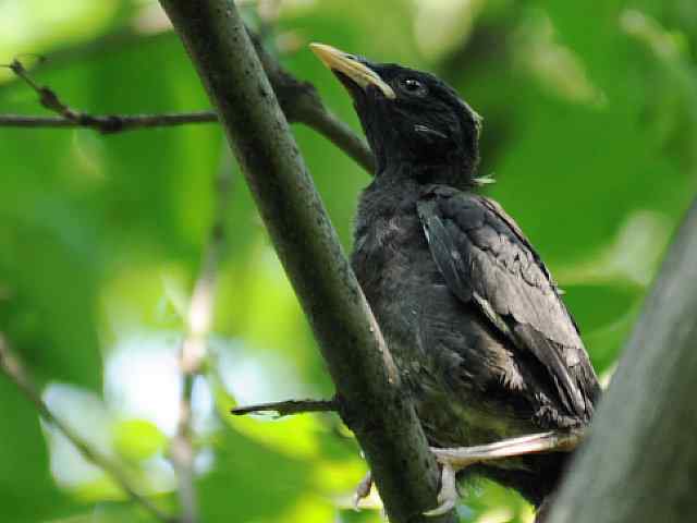 晕~ wbr这都啥鸟儿啊