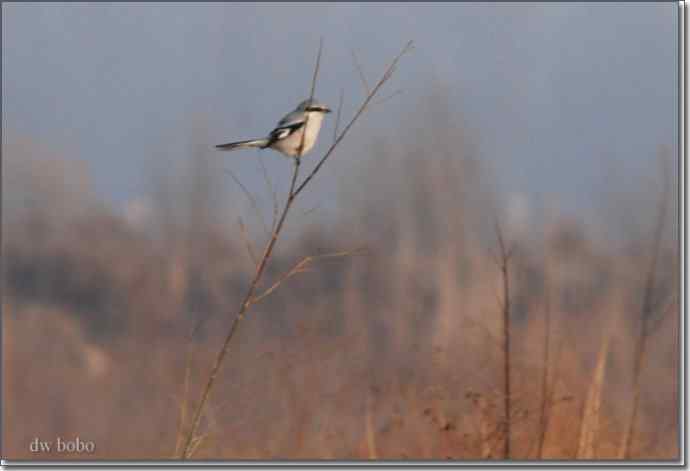 野鸭湖猛禽-红隼、短耳鸮、毛脚鵟 野鸭湖猛禽-红隼、短耳鸮、毛脚鵟