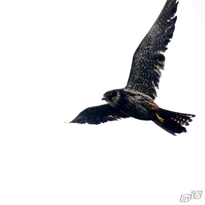 圆明园 wbr路 wbr雨中的隼 圆明园 wbr路 wbr雨中的隼