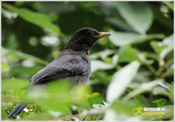 鈥湸蚰疋澦嫦搿菊掌