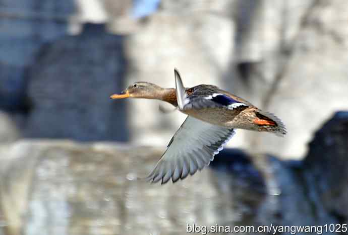 飞(绿头鸭)1 飞(绿头鸭)1